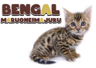 【 ベンガル 】ヒョウ柄を纏った究極の甘えん坊！ワイルドキャットな男の子登場！