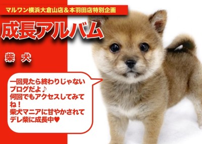 【 しばおくんの成長アルバム 】デレ柴に成長しているしばおくん成長記！