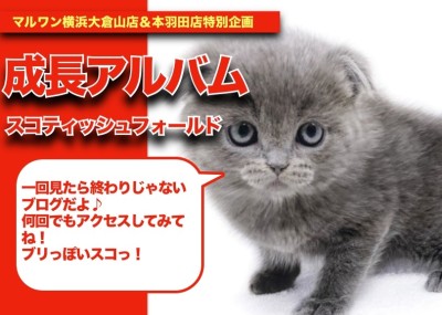 【 スコにゃんの成長アルバム 】ブリっぽいブルースコにゃんの成長記！