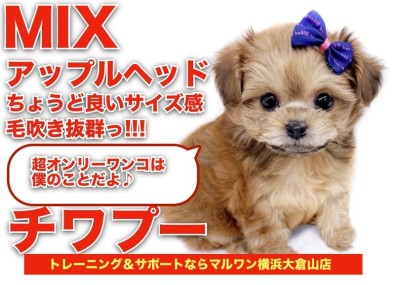 【チワプー】ちょうど良いサイズ感！毛吹き抜群！超オンリーワンコ！