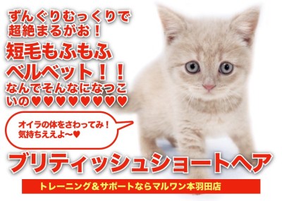 【 ブリティッシュショートヘア 】驚愕の丸顔！クリーミーなずんぐりむっくり登場！