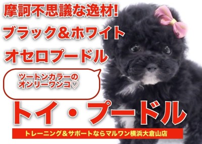 【 トイプードル 】摩訶不思議な逸材！！ツートンカラーのオンリーワンコ！