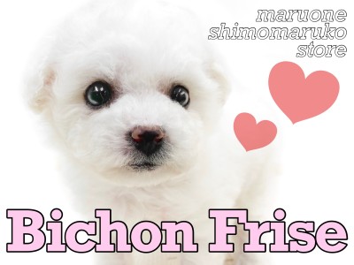 【 ビションフリーゼ 】アフロ犬、兄弟での入店は必見！小柄で甘えん坊な女の子