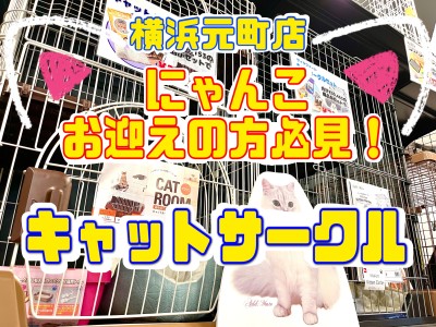【 商品レビュー 】猫ちゃんお迎えの強い味方！元町サークルセットご紹介！！