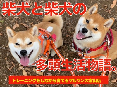 【多頭物語】柴犬＆柴犬との多頭生活をマルワン大倉山店ユーザーに直撃！