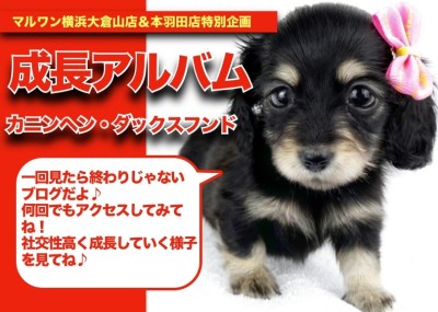 【 ダックスちゃんの成長アルバム 】元気いっぱい天真爛漫なダックスちゃんの成長記！