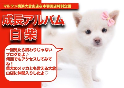 【シロちゃんの成長アルバム】柴犬のメッカ大倉山店に降臨！待望の白柴ちゃんの成長記！！