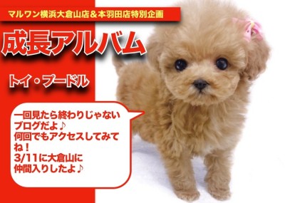 【 アプリコットちゃんの成長アルバム 】濃いめのアプリコットトイプーちゃんの成長記！