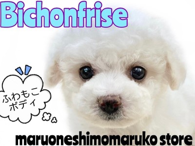 【 ビションフリーゼ 】将来はアフロ犬？社交性抜群で美しく可愛いルックスの持ち主
