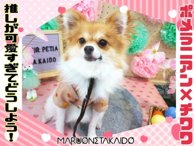 【 ぽめちわ 】我が推しぽめち！誰とでも仲良く遊べるおりこうさんに成長中！