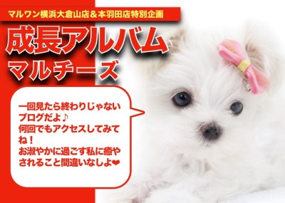 【 マルチーズ成長アルバム 】業界が騒然とするほどに美しいマルちゃんの成長記録