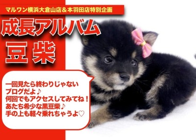 【 豆柴ちゃんの成長アルバム 】柴犬王国にやってきた希少な黒豆柴ちゃんの成長記！！