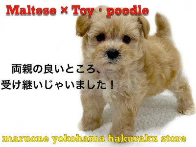 【 MIX 】初心者必見！落ち着きと活発さを兼ね備えたハイブリットMIX犬