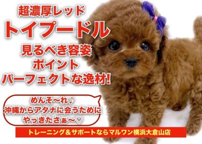 【 トイプードル 】超濃厚レッド！毛量・毛立ち抜群な女の子！！