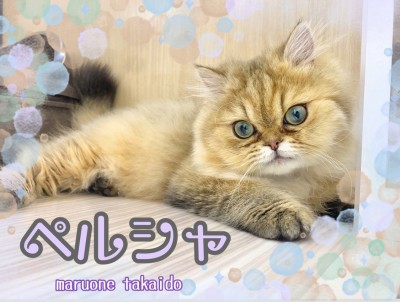 【 ペルシャ 】性格と顔のギャップ萌え！生後6ヵ月を迎えたペルシャちゃんの今