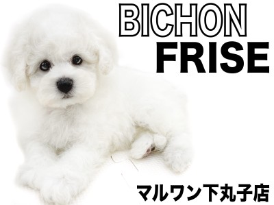 【 ビションフリーゼ 】豊富な被毛と優しい性格を持ち合わせた、アフロ子犬現る！