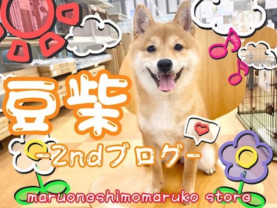 【 豆柴 】お手入れは至福のひととき！優しい社交性を持つ生後6ヶ月の2ndブログ