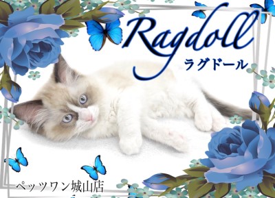 【 ラグドール 】初めての人でも安心してお迎えできる温厚な性格の猫