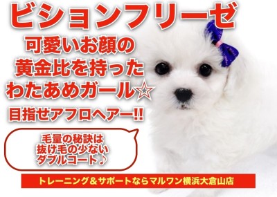 【 ビションフリーゼ 】可愛いお顔の黄金比を持ったフワフワわたあめガール！