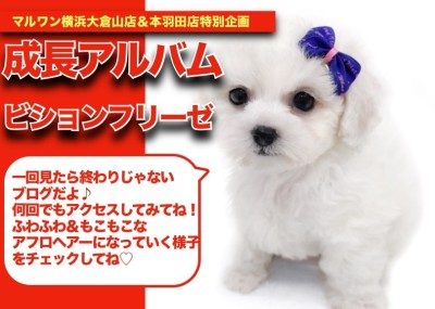 【 ビションちゃんの成長アルバム 】目指せアフロヘアーなビションちゃんの成長記！