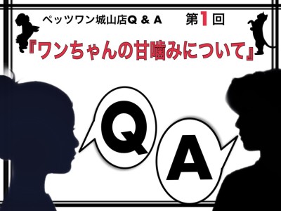 【 ペッツワン城山店Q＆A 】第1回『ワンちゃんの甘噛みについて』