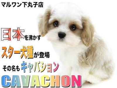 【 MIX 】日本中で大人気のキャバション！短足で愛らしい模様のルックスに注目！
