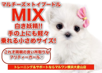 【 マルプー 】白き妖精！手の上にも軽々乗れる小さめサイズのMIXちゃん！