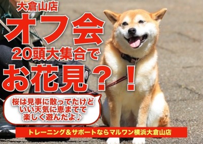【 オフ会 】ワンちゃん総勢20頭大集合！お花見？しながらたくさん遊ぼう！