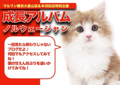 【 ノルウェージャンアルバム 】超絶こってり系甘えん坊の成長記録