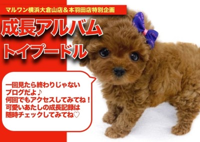 【 トイプーちゃんの成長アルバム 】目を離せないトイプードルちゃんの成長記！