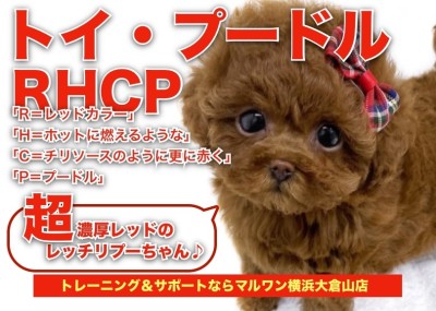 【 トイプードル 】両親タイニーサイズ！育てやすさNO.1の超濃厚ガール！！