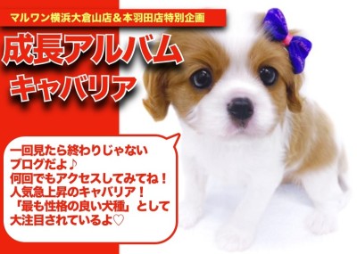 【 キャバちゃんの成長アルバム 】人気急上昇の育てやすい犬種NO.1のキャバちゃんの成長記！
