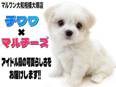 【 MIX 】大きな瞳と短いマズルが可愛い！チワワとマルチーズのMIXチワマル！