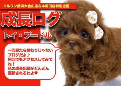 【 トイプーちゃんの成長アルバム 】あざとい可愛い仕草連発トイプーちゃんの成長記！