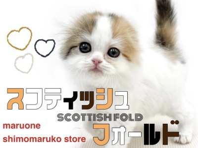 【 スコティッシュフォールド 】三毛のキャリコ猫！可愛さと癒しを詰め込んだ女の子