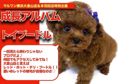 【 トイプーくんの成長アルバム 】濃いレッド・毛量が自慢のトイプーくんの成長記！