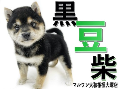 【 豆柴 】手乗りサイズの超小柄！生後2ヶ月で体重800g台の懐っこい黒豆柴！