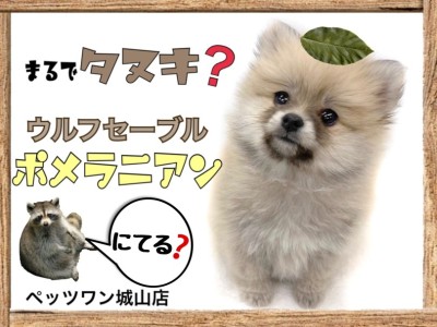 【 ポメラニアン 】まるでタヌキ？可愛すぎるウルフセーブルぽめちゃん