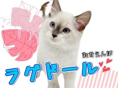 【 ラグドール 】飼いやすさNo.1！超甘えん坊の癒し系キャットとは僕のこと