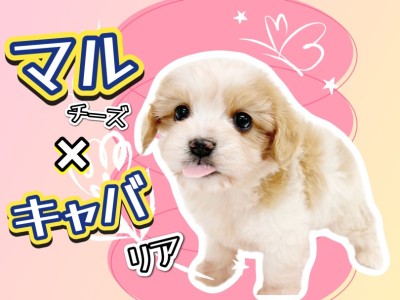 【 MIX犬 】あのキャバションに激似！？希少MIX犬マルキャバちゃんの登場！