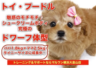 【 トイプードル 】濃いめアプリコット！人気の高いドワーフ体型のプリンセス！
