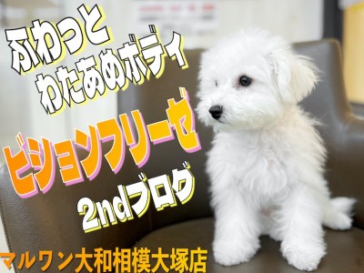 【 ビションフリーゼ 】夢見るアフロ犬！元気100%ビションフリーゼの2nd記事