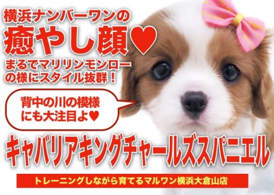 【 キャバリア 】優しい顔ならこの子で決まり！横浜ナンバーワンの癒やしフェイス！