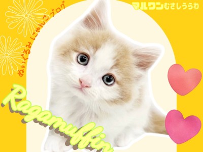 【 ラガマフィン 】おだやかフレンドリーなもふもふぬいぐるみの愛されキャット