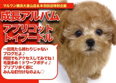 【 アプリコットちゃんの成長アルバム 】プリプリ歩く姿に釘付けになるアプリコットちゃんの成長記！