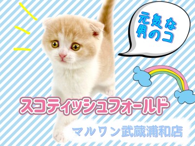 【 スコティッシュフォールド 】垂れ耳丸顔！人気のクリーム系なふわふわ癒し子猫