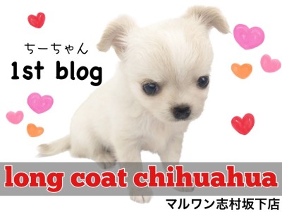 【 チワワ 】どこから見ても100点満点！あざと可愛い代表チワワがやってきました！