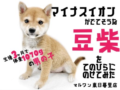 【 豆柴 】誇り高き日本男児を手のひらに乗せてみたらちょっとはみ出るくらいだった