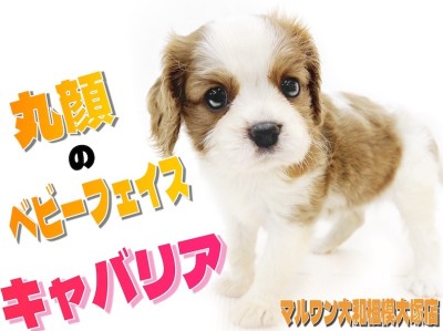 【 キャバリア 】丸顔のベビーフェイス！優しいルックスに癒される事間違いなし！