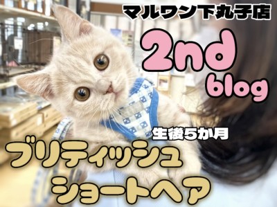 【 ブリティッシュ 】おおらかな性格で甘え上手な男の子に成長中の2ndブログ